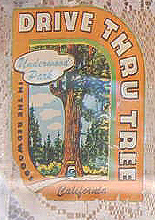 Rare Vintage Travel Decal from the Drive Thru Tree in the Redwood Grove in California